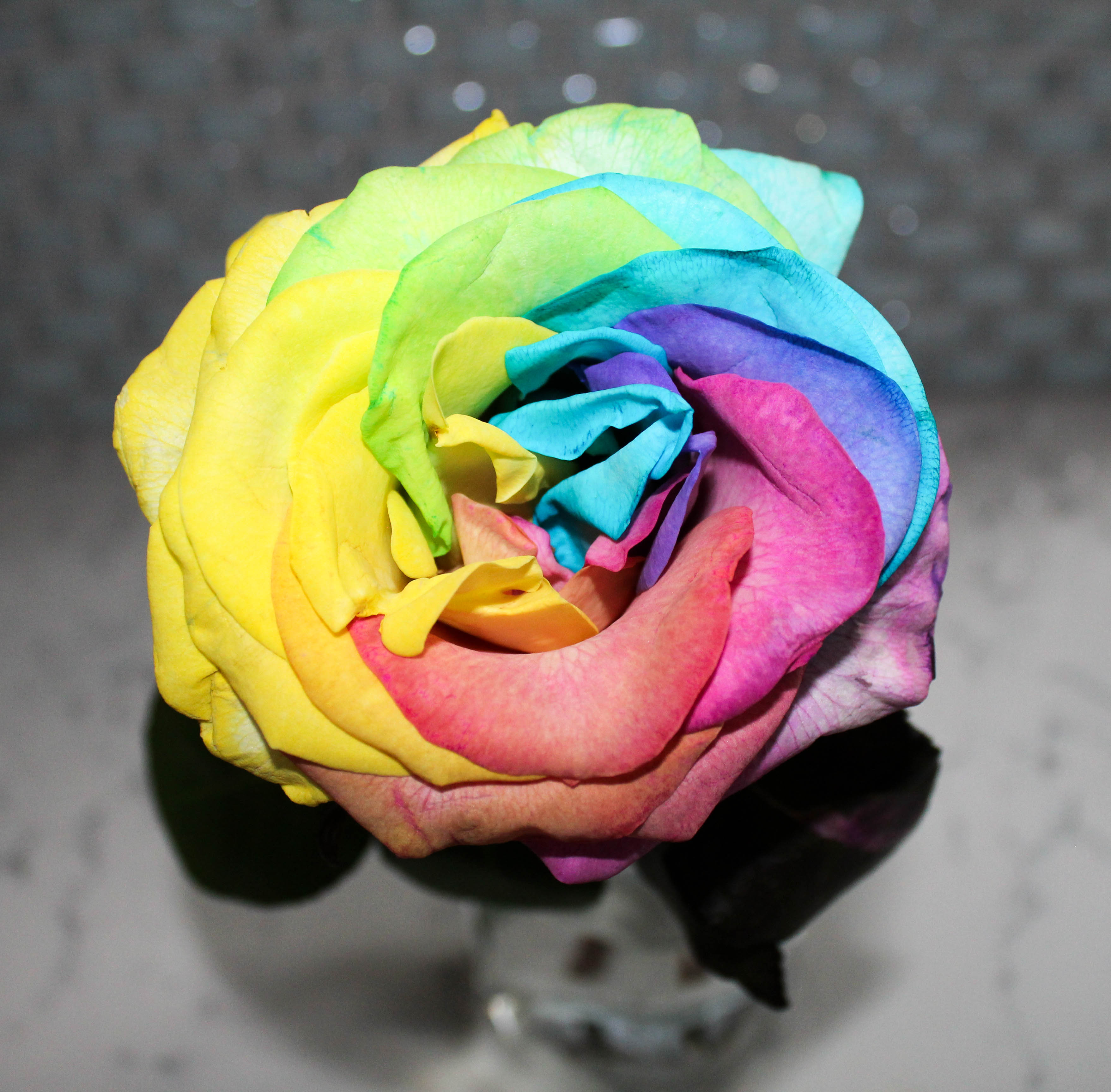 carnival rose rainbow rose how to diy rainbow roses 