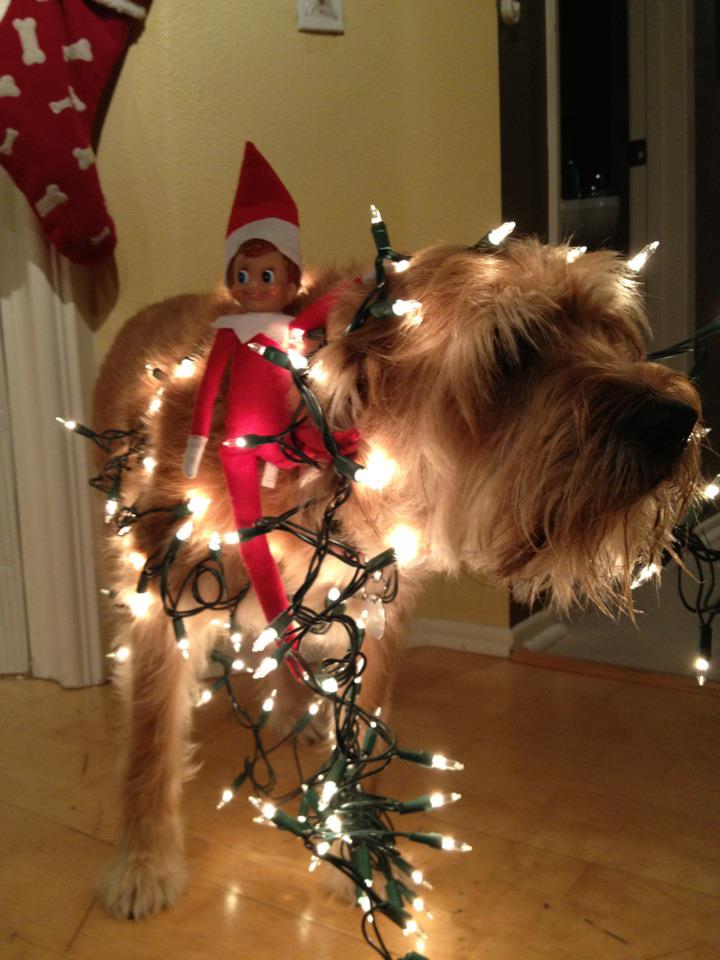 elf-and-dog-tangled-in-lights